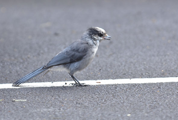 MEISENHÄHER, GRAY JAY, PERISOREUS CANADENSIS