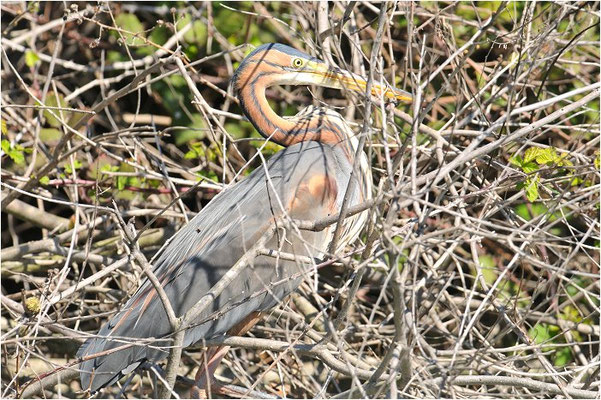 PURPURREIHER, PURPLE HERON, ARDEA PURPUREA