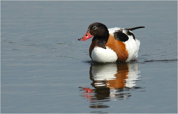BRANDENTE, SHELDUCK, TADORNA TADORNA