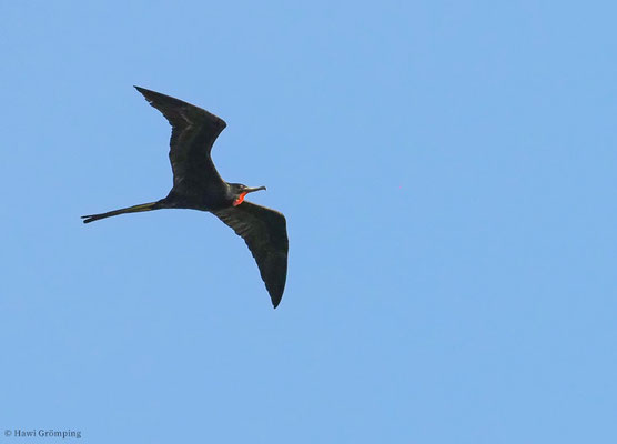 FREGATTVOGEL, MAGNIFICENT FRIGATEBIRD, FREGATA MAGNIFICENS