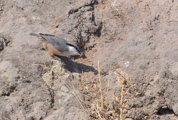 FELSENKLEIBER, ROCK NUTHATCH, SITTA NEUMAYER