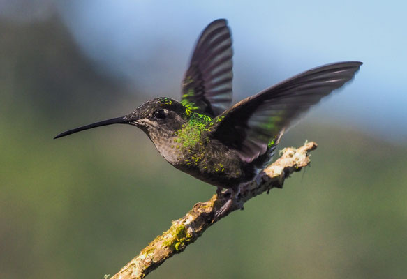 TALAMANCAKOLIBRI, ADMIRABLE HUMMINGBIRD, EUGENES SPECTABILIS