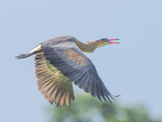 Pfeifreiher, Whistling Heron - Syrigma sibilatrix