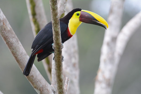 GOLDKEHLTUKAN (SWAINSONTUKAN), CHETNUT-MANDIBLED  TOUCAN,      RAMPHASTOS SWAINSONII 