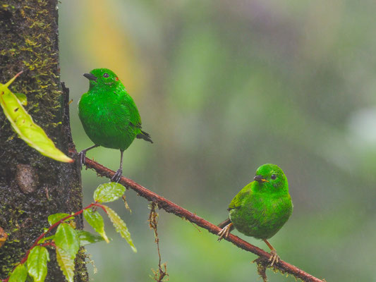 ROTOHR-BUNTTANGARE, GLISTENING-GREEN TANAGER - CHLOROCHRYSA PHOENICOTIS