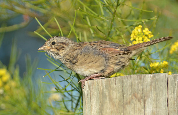 LINCOLNAMMER, LINCOLN´S SPARROW, MELOSPIZA LINCOLNII