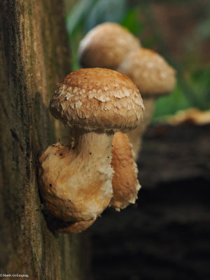 Pappel-Schüppling - Hemipholiota populnea