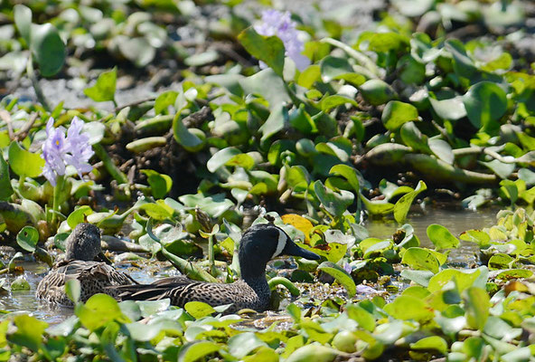 BLAUFLÜGELENTE, BLUE-WINGED TEAL, ANAS DISCORS