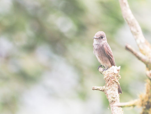 Östlicher Waldtyrann, Eastern Wood-Pewee - Contopus virens