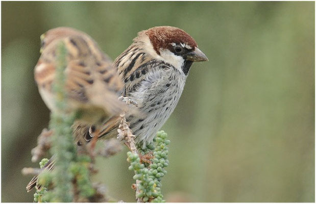 WEIDENSPERLING, SPANISH SPARROW, PASSER HISPANIOLENSIS