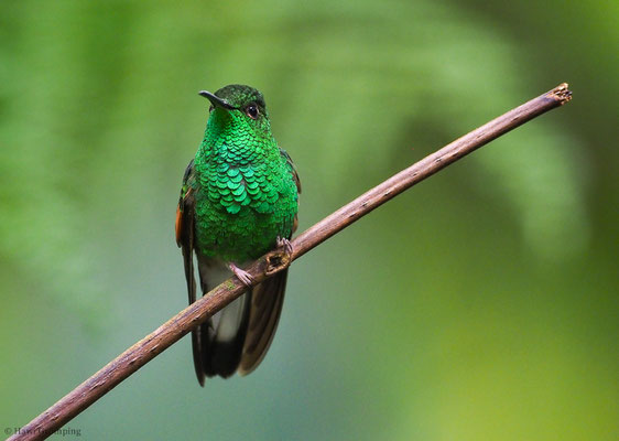 STREIFENSCHWANZKOLIBRI, STRIPE-TAILED HUMMINGBIRD, EUPHERUSA EXIMIA