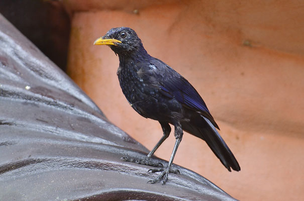PURPURPFEIFDROSSEL, BLUE-WHISTLING TRUSH, MYOPHONUS CAERULEUS
