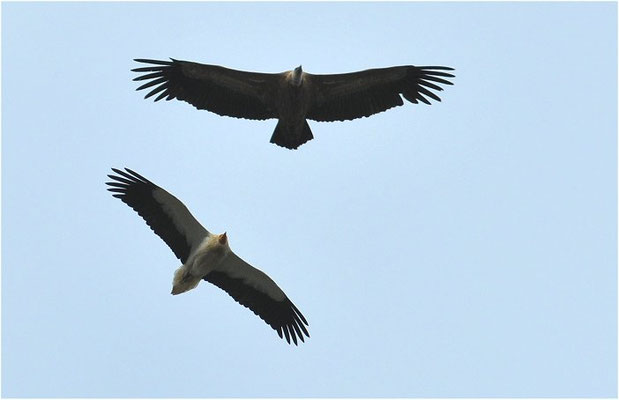 SEEADLER, WHITE-TAILED EAGLE, HALIAEETUS ALBICILLA