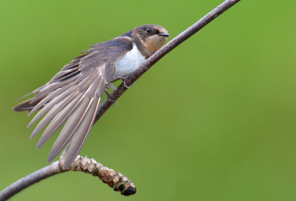 RAUCHSCHWALBE, BARN SWALLOW, HIRUNDO RUSTICA