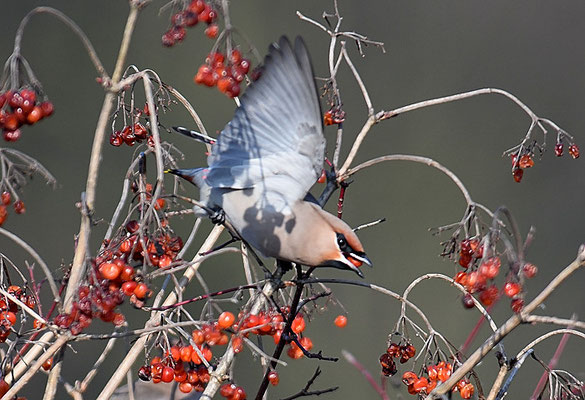 SEIDENSCHWANZ, WAXWING, BOMBYCILLA GARRULUS