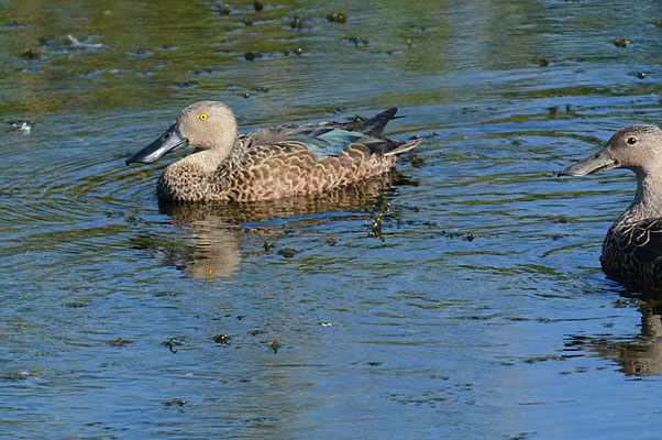 KAPLÖFFELENTE, CAPE SHOVELER, ANAS SMITHII