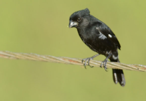 WECHSELPFÄFFCHEN, VARIABLE SEEDEATER, SPOROPHILA AMERICANA