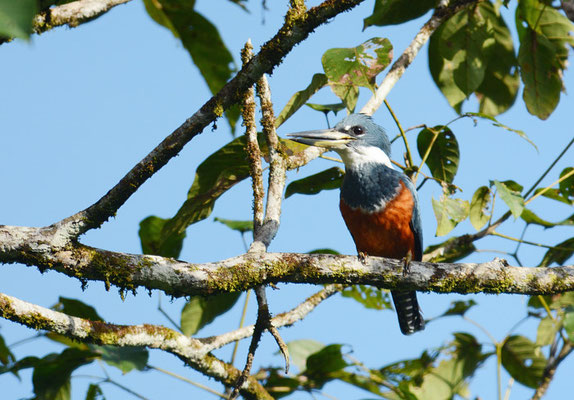 ROTBRUSTFISCHER, RINGED KINGFISHER, CERYLE TORQUATUS