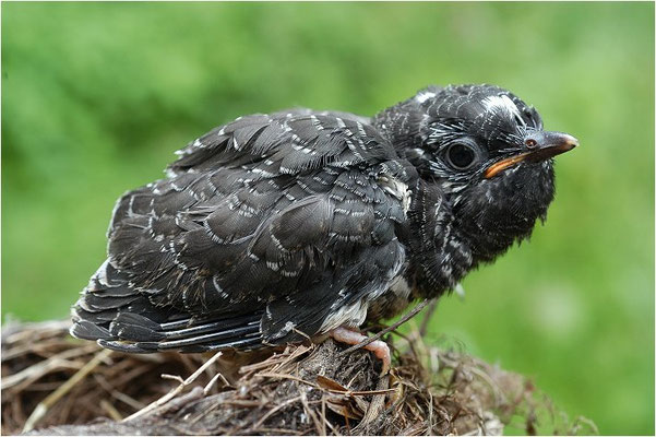 KUCKUCK, COCKOO, CUCULUS CANORUS