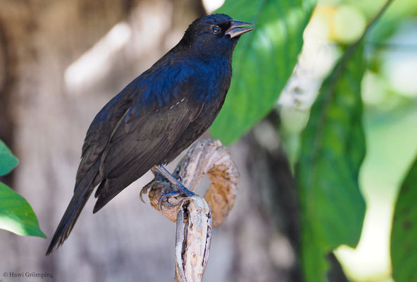 BRAUNSCHULTERSTÄRLING, TAWNY-SHOULDERED BLACKBIRD, AGELAIUS HUMERALIS 