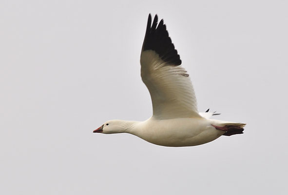 SCHNEEGANS, SNOW GOOSE, ANSER CAERULESCENS