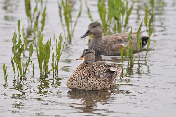 SCHNATTERENTE, GADWALL, ANAS STREPERA