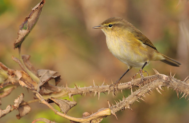 ZILPZALP, CHIFFCHAFF, PHYLLOSCOPUS COLLYBITA