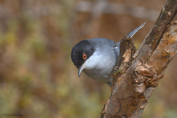 SAMTKOPFGRASMÜCKE, SARDINIAN WARBLER, SYLVIA MELANOCEPHALA