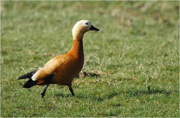 ROSTGANS, RUDDY SHELDUCK, TADORNA FERRUGINEA