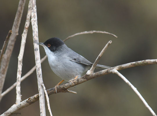 SAMTKOPFGRASMÜCKE, SARDINIAN WARBLER, SYLVIA MELANOCEPHALA