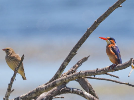 Haubenzwergfischer, Malachite Kingfisher - Alcedo cristata