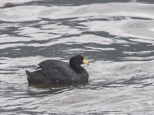 ANDENBLÄSSHUHN, ANDEAN COOT - FULICA ARDESIACA