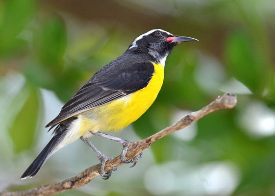 ZUCKERVOGEL, BANANAQUIT, COEREBA FLAVEOLA