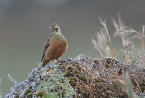 ORTOLAN, ORTOLAN BUNTING, EMBERIZA HORTULANA