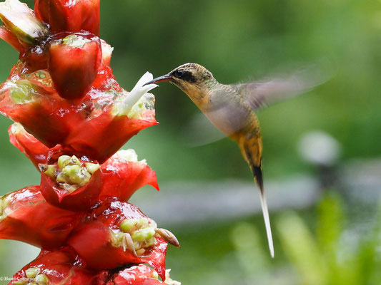 ORANGEBAUCH-SCHATTENKOLIBRI, TAWNY-BELLIED HERMIT,  - PHAETORNIS SYRMATOPHORUS