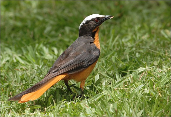 SCHUPPENKOPFRÖTEL, WHITE-CROWNED ROBIN-CHAT, COSSYPHA ALBICAPILLA
