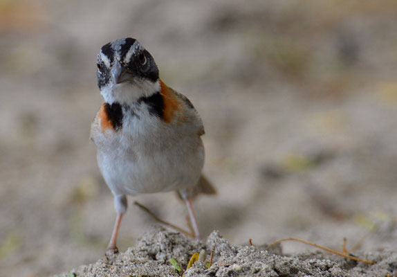MORGENAMMER, RUFOUS-COLLARED SPARROW, ZONOTRICHIA CAPENSIS