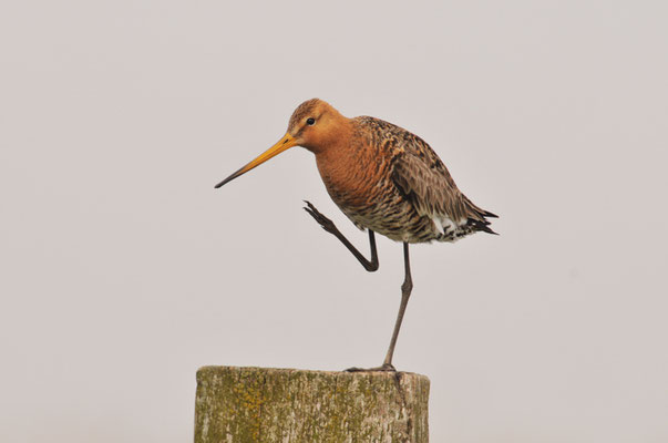 UFERSCHNEPFE, BLACK-TAILED GODWIT, LIMOSA LIMOSA