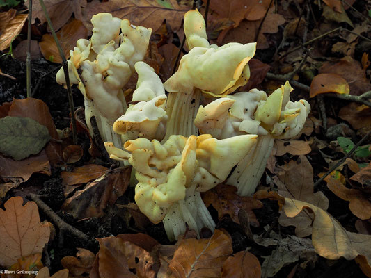 Herbst-Lorchel - Helvella crispa, syn. Helvella pithyophila