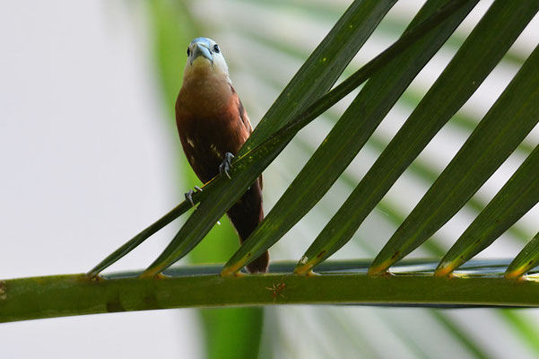 WEISSKOPFNONNE, WHITE-HEADED MUNIA, LONCHURA MAJA