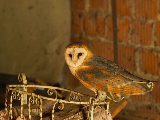 SCHLEIEREULE, BARN OWL, TYTO ALBA 