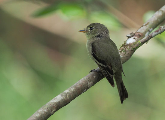 BIRKENTYRANN, YELLOW-BELLIED FLYCATCHER, EMPIDONAX FLAVIVENTRIS