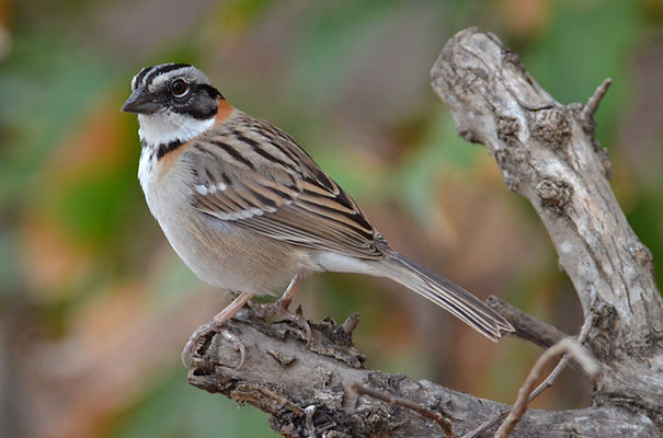 MORGENAMMER, RUFOUS-COLLARED SPARROW, ZONOTRICHIA CAPENSIS