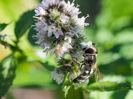 SPÄTE GROSSSTIRNSCHWEBFLIEGE, SCAEVA PYRASTRI