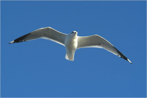 STURMMÖWE, MEW GULL (COMMON GULL), LARUS CANUS