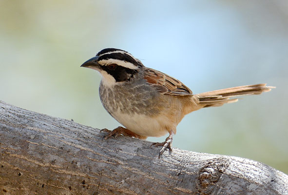 ROTSCHWANZAMMER, STRIPE-HEADED SPARROW, AIMOPHILA RUFICAUDA