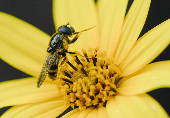 KORBBLÜTLER-ERZSCHWEBFLIEGE, CHEILOSIA CANICULARIS