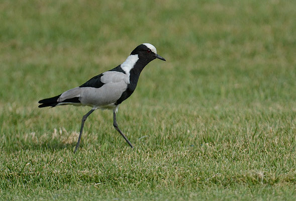 WAFFENKIEBITZ, BLACKSMITH LAPWING, VANELLUS ARMATUS
