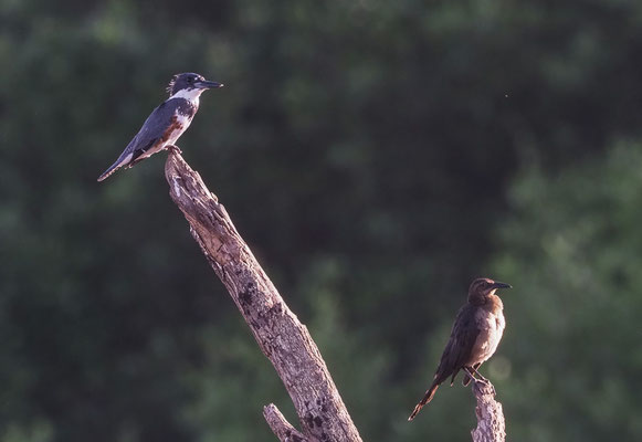 GÜRTELFISCHER, BELTED KINGFISHER, CERYLE ALCYON