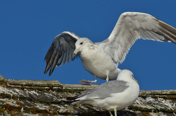 KALIFORNIERMÖWE, CALIFORNIA GULL, LARUS CALIFORNICUS